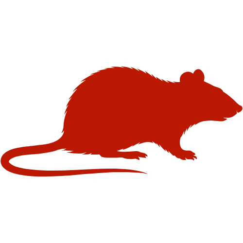 Rodents 3 Rat